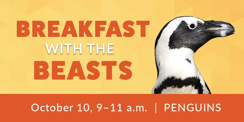 Breakfast with the Beasts: Penguins (October)