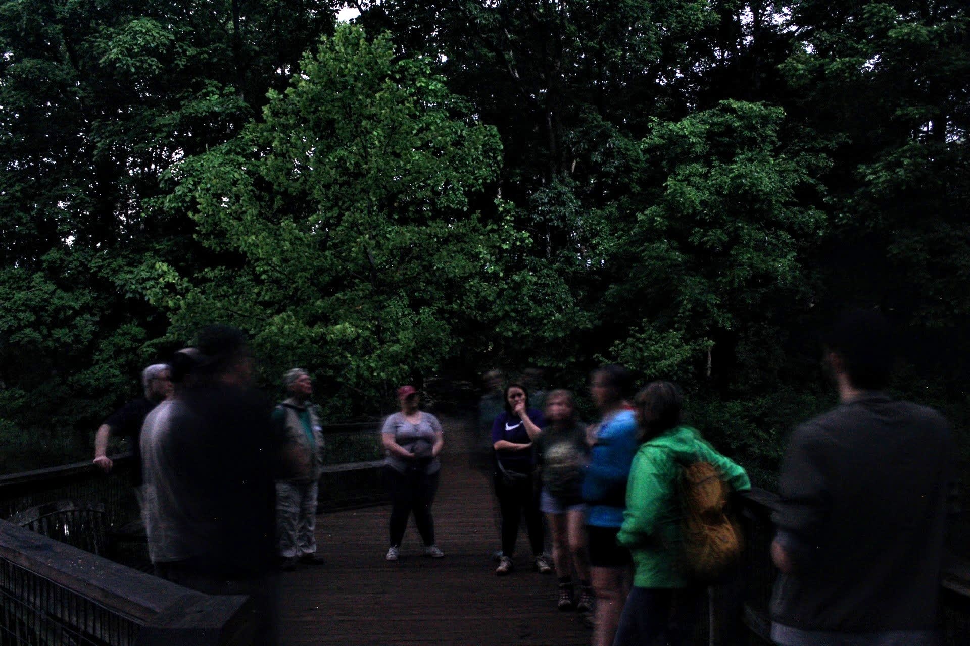 Ashlock Hollow Forest Road Night Hike
