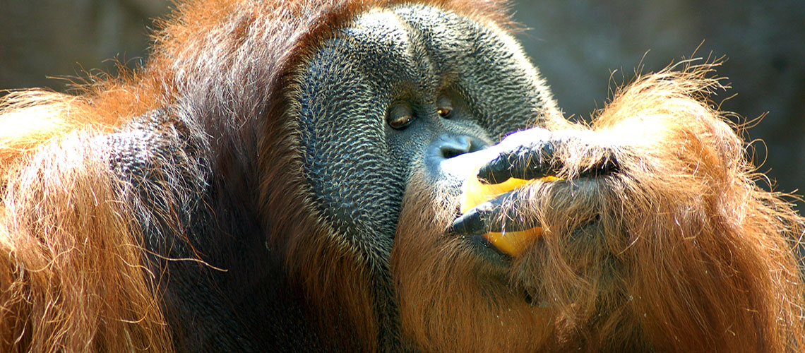 Girl Scouts: OJ with Orangutans 2026